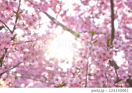河津桜(逆光5）2025 124150061