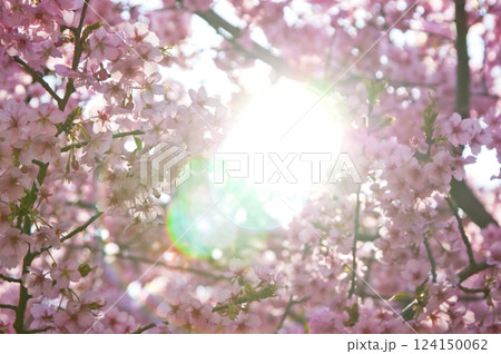河津桜(逆光6）2025 124150062