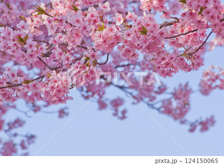 河津桜と青空 2025-2 124150065