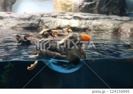 【海遊館　すまし顔のエトピリカ】 124150095