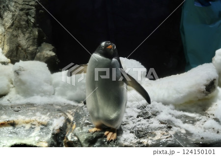 【海遊館 ジェンツーペンギンの身体】 【海遊館 ジェンツーペンギンの身体】 124150101