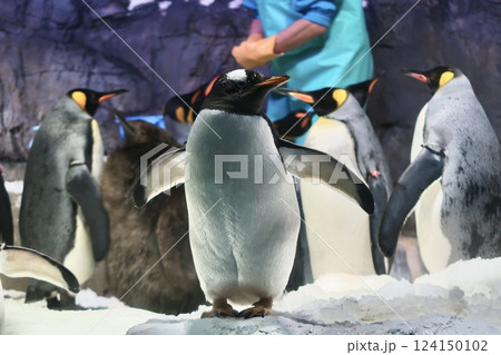 【海遊館　ジェンツーペンギンの横顔】 124150102