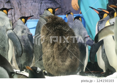 【海遊館　ふわふわオウサマペンギンのヒナ】 124150103