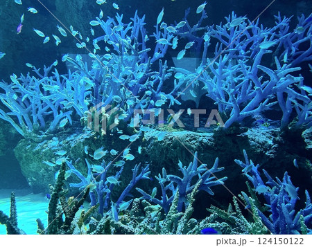 【海遊館　小さな海洋生物たち】 124150122