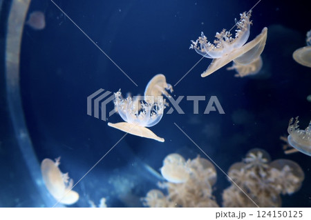 【海遊館 ゆらめくサカサクラゲ】 【海遊館 ゆらめくサカサクラゲ】 124150125