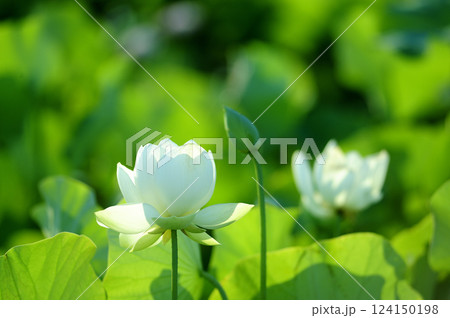 田園でみたハスの花 124150198