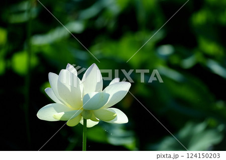 田園でみたハスの花 田園でみたハスの花 124150203