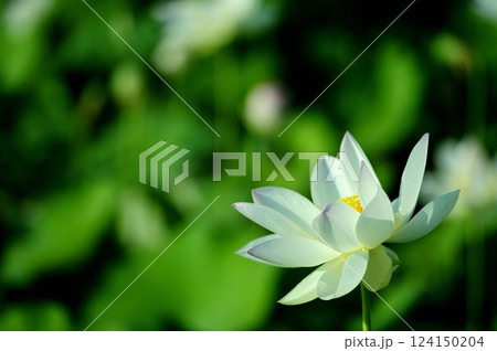 田園でみたハスの花 124150204