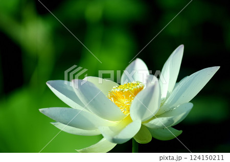 田園でみたハスの花 田園でみたハスの花 124150211