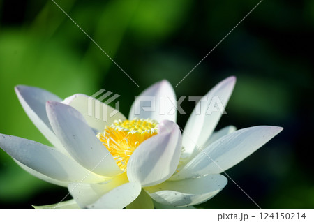 田園でみたハスの花 田園でみたハスの花 124150214