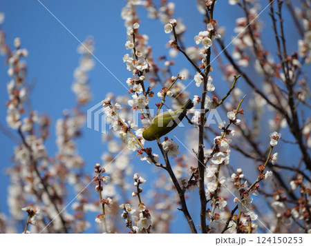 梅の花の蜜を吸うメジロ 124150253