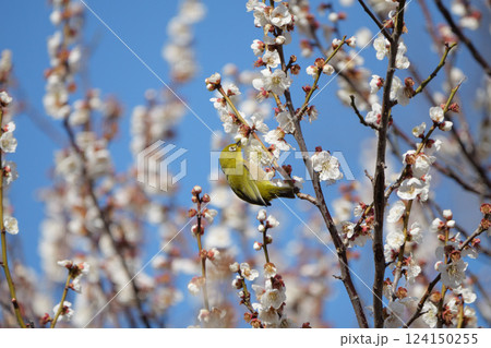 梅の花の蜜を吸うメジロ 124150255
