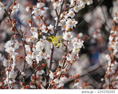 梅の花の蜜を吸うメジロ 梅の花の蜜を吸うメジロ 124150283