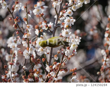梅の花の蜜を吸うメジロ 梅の花の蜜を吸うメジロ 124150284