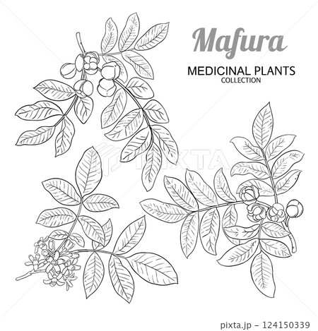 Mafura Branch with Flowers Outline Illustration. 124150339