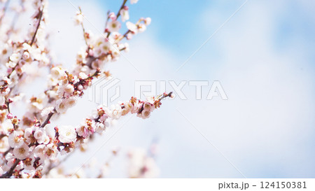 青空に映える見頃の梅花 124150381