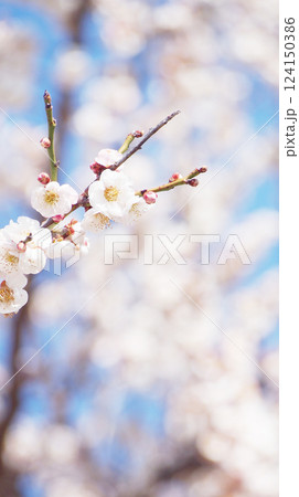 青空に映える見頃の梅花 124150386