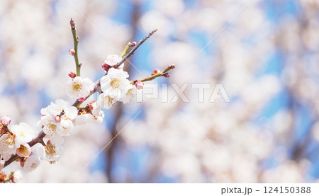 青空に映える見頃の梅花 124150388