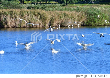 上堰潟公園の白鳥(新潟県) 上堰潟公園の白鳥(新潟県) 124150612