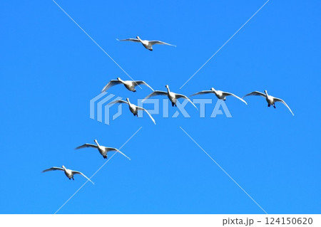 上堰潟公園の白鳥（新潟県） 124150620