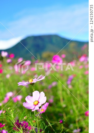 上堰潟公園のコスモス（新潟県） 124150735
