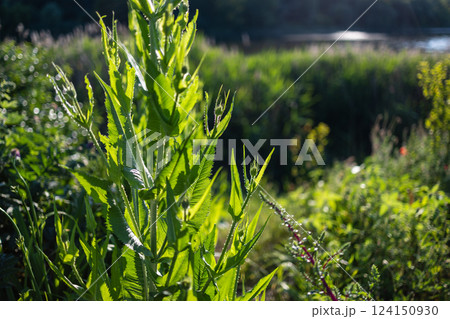 Sunlight illuminates vibrant green wild plants growing densely in a natural setting. In the background, tall grasses and trees create a lush, peaceful atmosphere soft shadows adding depth to the image 124150930