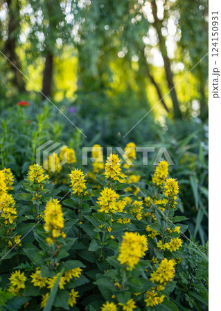 The image showcases a cluster of bright yellow flowers in a lush green garden. The vibrant blooms stand out against the surrounding foliage, creating a lively and cheerful scene. The image showcases a cluster of bright yellow flowers in a lush green garden. The vibrant blooms stand out against the surrounding foliage, creating a lively and cheerful scene. 124150931