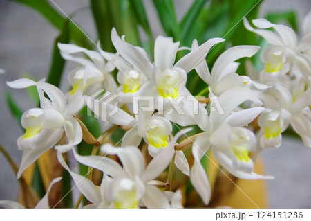 セロジネ 124151286