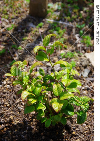 セイヨウイワナンテン　ルコテー 124151298