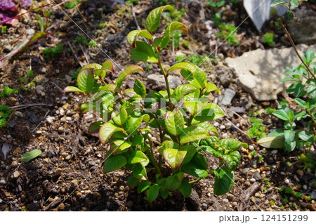 セイヨウイワナンテン　ルコテー 124151299