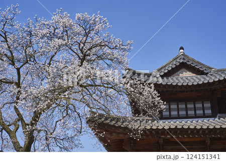 Spring Cherry blossoms in Deoksugung royal palace of Joseon dynasty in Seoul, South Korea Spring Cherry blossoms in Deoksugung royal palace of Joseon dynasty in Seoul, South Korea 124151341