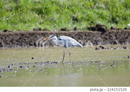 青鷺 heron / 捕食 predation 青鷺 heron / 捕食 predation 124151520