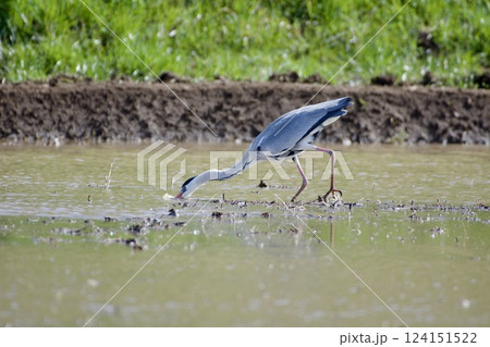 青鷺 heron / 捕食 predation 124151522