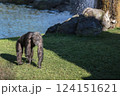Chimpanzee in the Valencia bioparc 124151621