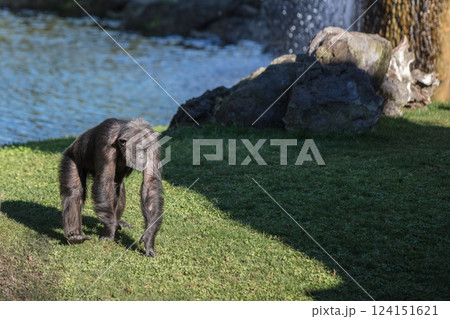 Chimpanzee in the Valencia bioparc 124151621