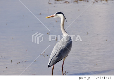 青鷺 heron / Japan 124151751