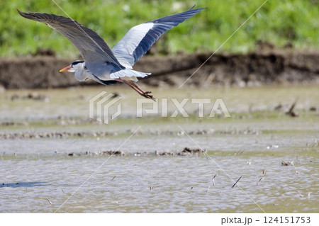 青鷺 heron / Japan 青鷺 heron / Japan 124151753