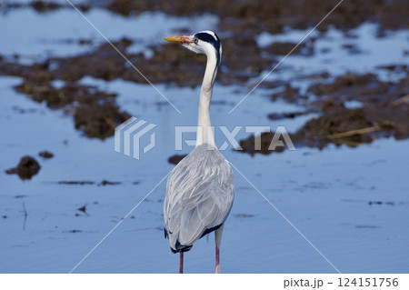 青鷺 heron / Japan 124151756
