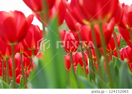 チューリップまつり 124152065