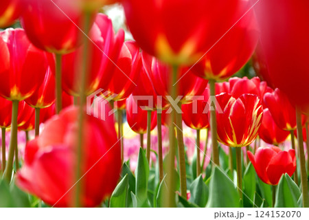 チューリップまつり 124152070