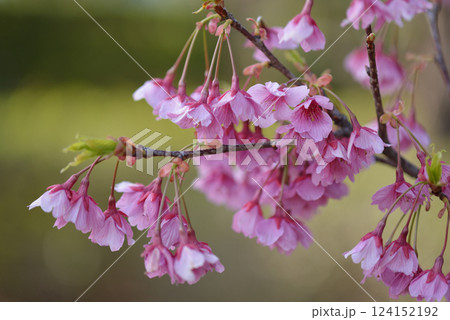 ピンク色の桜 124152192