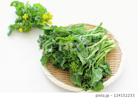 新鮮な菜の花　食用 124152233