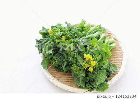 新鮮な菜の花 食用 新鮮な菜の花 食用 124152234