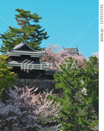 松江城を彩る満開の桜(松江市) 松江城を彩る満開の桜(松江市) 124152243