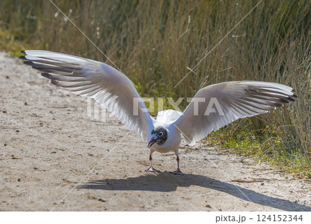 Black-headed gull display while taking off 124152344