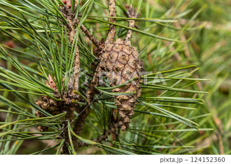 Pinus sylvestris branch with cones in natural environment Pinus sylvestris branch with cones in natural environment 124152360
