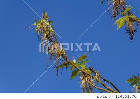 The ash-leaved maple Acer negundo flowers in early spring, sunny day and natural environment, blurred background The ash-leaved maple Acer negundo flowers in early spring, sunny day and natural environment, blurred background 124152370