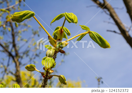 Green Chestnut Leaves in beautiful light. Spring season, spring colors. Aesculus hippocastanum, the horse chestnut 124152372