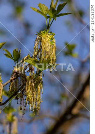 The ash-leaved maple Acer negundo flowers in early spring, sunny day and natural environment, blurred background The ash-leaved maple Acer negundo flowers in early spring, sunny day and natural environment, blurred background 124152374