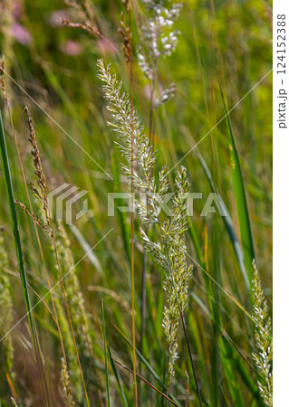 Mountain melick grass blooming in the wind 124152388